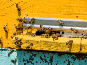 Why Bees Swarm and How Professional Bee Removal in La Quinta Can Help